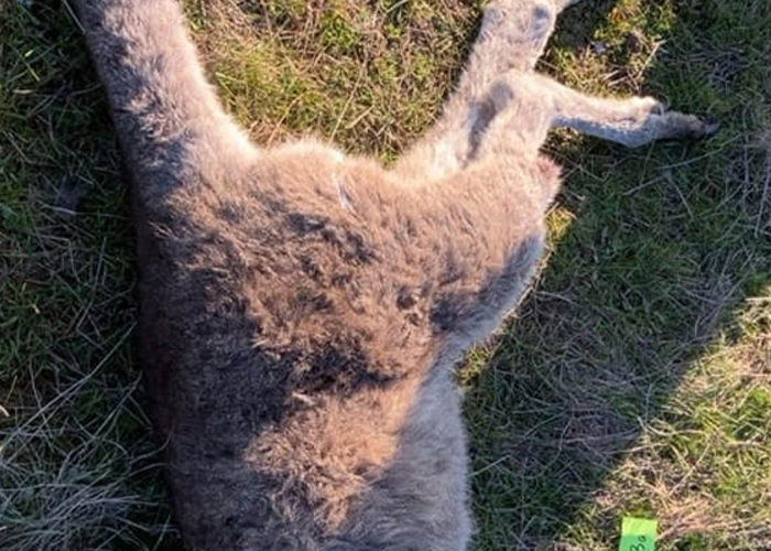 Foto: Crimen ambiental en Australia /cortesía