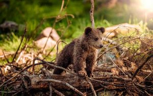 Foto: Proyecto de ley para caza de osos en Rumania es desaprobado/Créditos