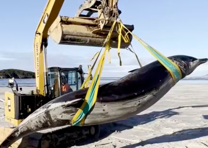 Foto: Autoridades de Nueva Zelanda han hallado el cadáver de una Ballena/Cortesía