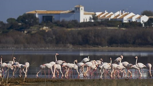 Foto: Voluntarios de Argelia salvan a unos 300 flamencos en riesgo por la sequía/Créditos