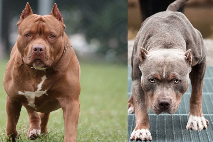 Foto: Dos perros pitbulls atacaron a una mujer /Cortesía