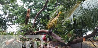Foto: Fuertes vientos provocaron caída del árbol en Ometepe/Cortesía