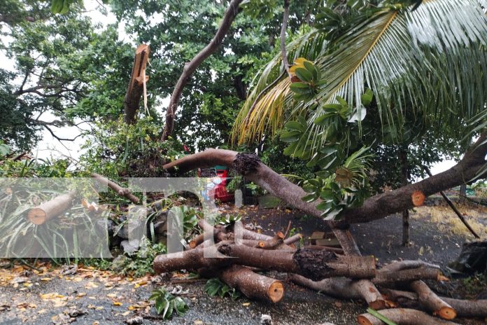 Foto: Fuertes vientos provocaron caída del árbol en Ometepe/Cortesía