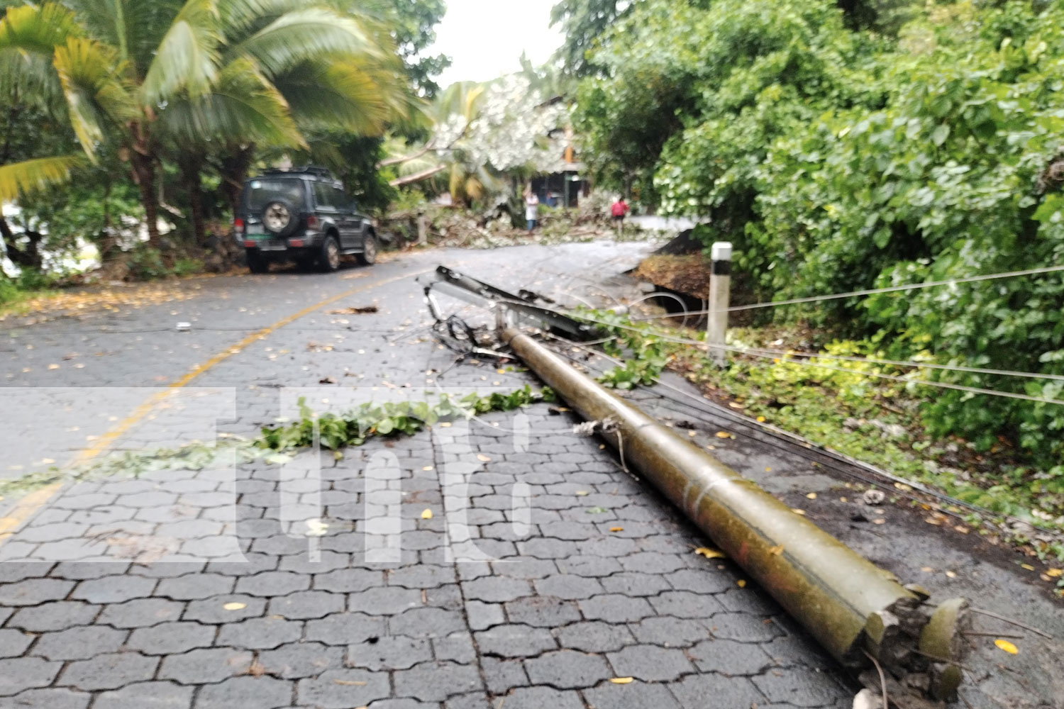 Foto: Fuertes vientos provocaron caída del árbol en Ometepe/Cortesía