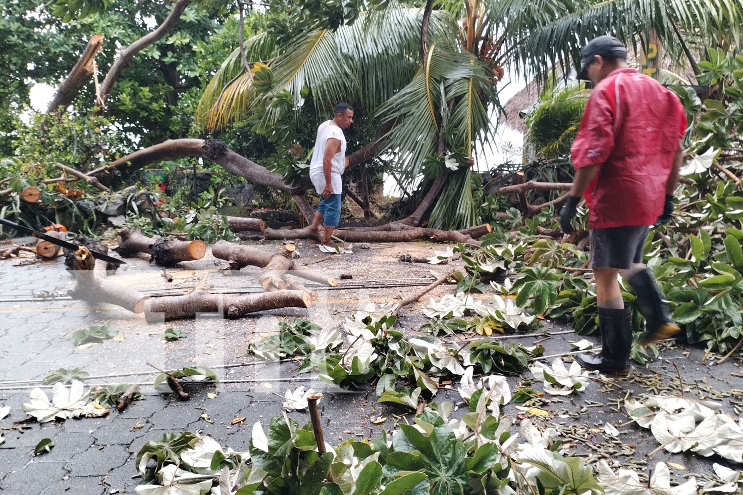 Foto: Fuertes vientos provocaron caída del árbol en Ometepe/Cortesía