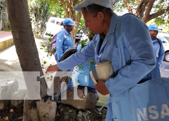 Foto: Brigadistas de Managua en su lucha contra los zancudos / TN8