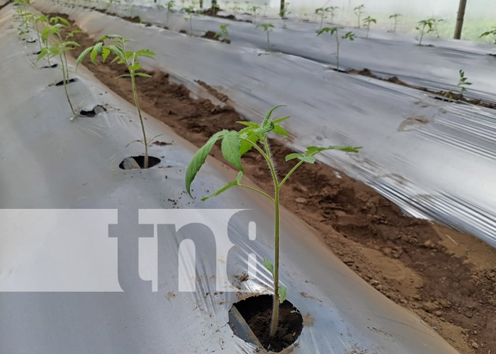 Foto: INTA fortalece técnicas con cultivo de tomate en Managua / TN8