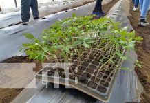 Foto: INTA fortalece técnicas con cultivo de tomate en Managua / TN8