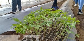 Foto: INTA fortalece técnicas con cultivo de tomate en Managua / TN8