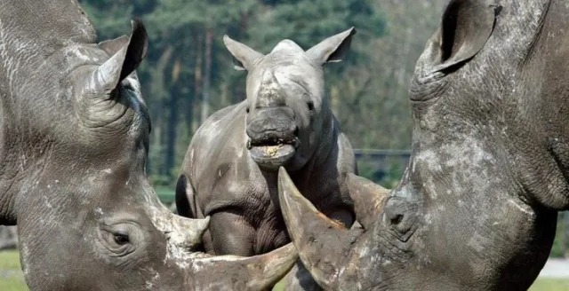 Foto: Hombre detenido en Indonesia por vender colmillos de elefante y cuernos de rinoceronte