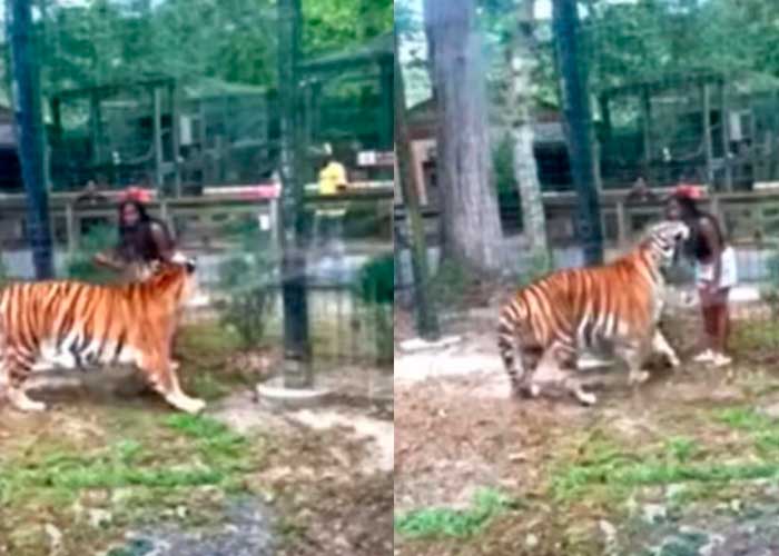 Foto: mujer que saltó cerco de seguridad en habitat de tigre en Zoológico/Cortesía