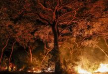 Foto: Investigación en Brasil /cortesía