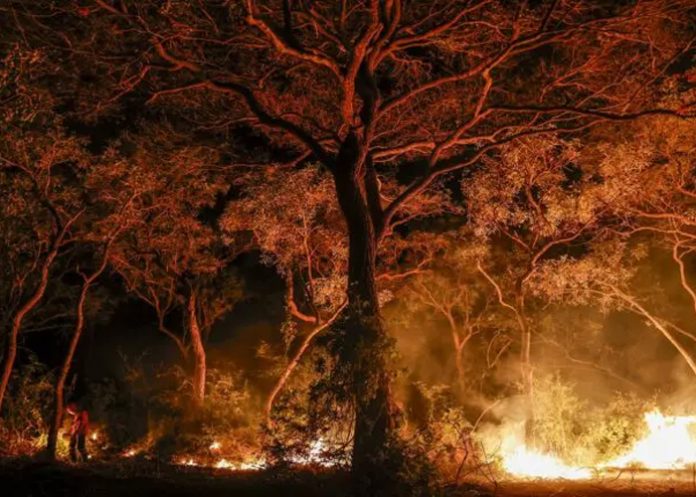 Foto: Investigación en Brasil /cortesía