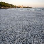 Foto: Expertos explican muerte masiva de peces en el puerto de Volos, Grecia.