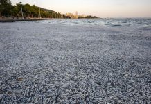 Foto: Expertos explican muerte masiva de peces en el puerto de Volos, Grecia.