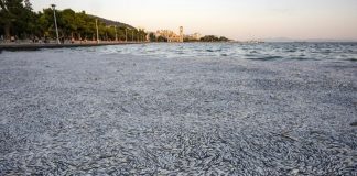 Foto: Expertos explican muerte masiva de peces en el puerto de Volos, Grecia.