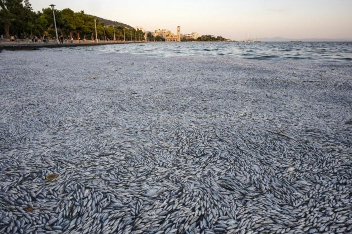 Foto: Expertos explican muerte masiva de peces en el puerto de Volos, Grecia.