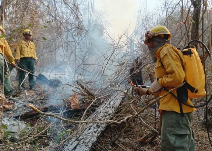 Foto: Bolivia enfrenta ola de incendios /cortesía