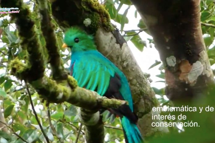 Foto: MARENA lucha por preservar la fauna silvestre /TN8