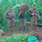 Foto: Ejército de Nicaragua incauta e incinera 90,000 plantas de marihuana en Jinotega/Cortesía