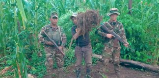 Foto: Ejército de Nicaragua incauta e incinera 90,000 plantas de marihuana en Jinotega/Cortesía