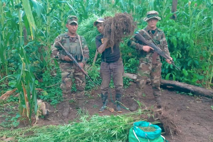 Foto: Ejército de Nicaragua incauta e incinera 90,000 plantas de marihuana en Jinotega/Cortesía