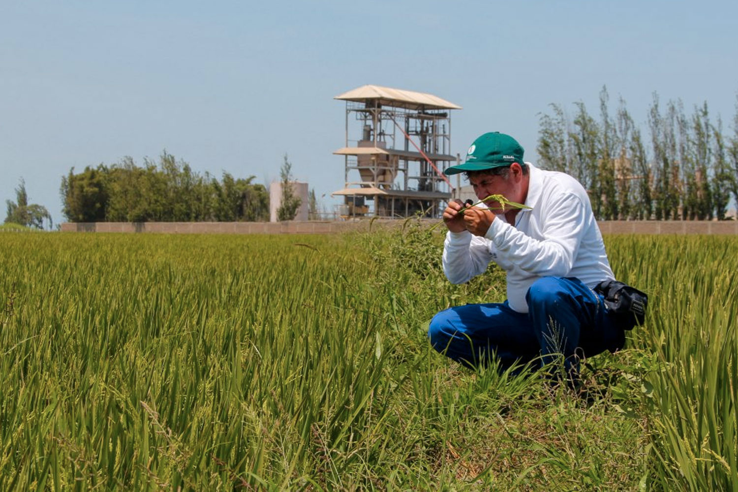 Foto: Agricultores en Irak adoptan nuevas técnicas para salvar los arrozales / Cortesía