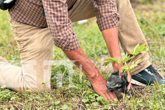 Foto: INTA organiza gran evento de reforestación en Palacagüina, Madriz/TN8