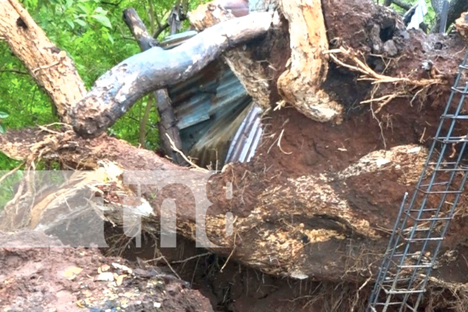 Gigantesco árbol cae sobre vivienda en Granada