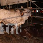 Foto: Éxito en ventas de vehículos y ganados en la feria ganadera de Managua/TN8