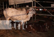 Foto: Éxito en ventas de vehículos y ganados en la feria ganadera de Managua/TN8