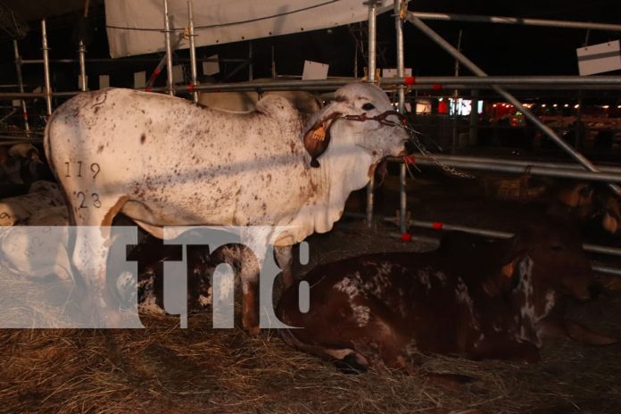 Foto: Éxito en ventas de vehículos y ganados en la feria ganadera de Managua/TN8