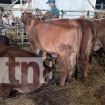 Foto: Éxito en la Feria Ganadera de Managua: Ganaderos reportan récord de ventas/TN8