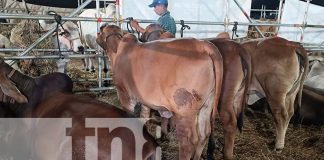 Foto: Éxito en la Feria Ganadera de Managua: Ganaderos reportan récord de ventas/TN8