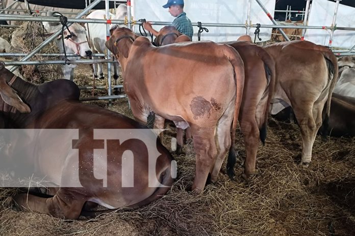 Foto: Éxito en la Feria Ganadera de Managua: Ganaderos reportan récord de ventas/TN8