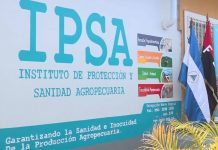 Foto: Avances en el control del gusano barrenador del ganado según informe IPSA / Cortesía