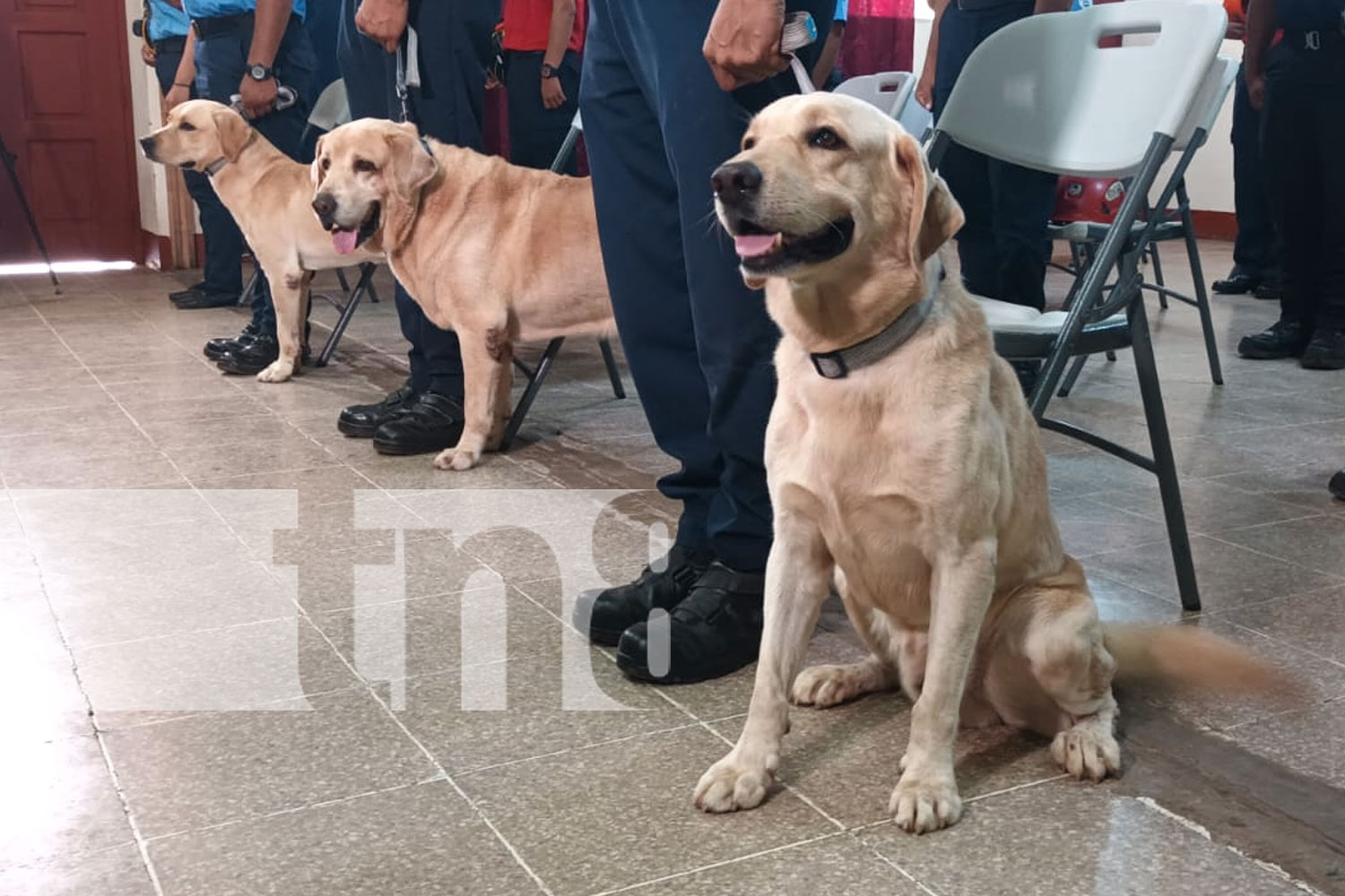 Foto: "Rescate de Personas con Caninos Método Arcón" /TN8