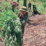 Foto: Ocupan y queman enorme plantillo de Marihuana en Siuna/ Cortesía