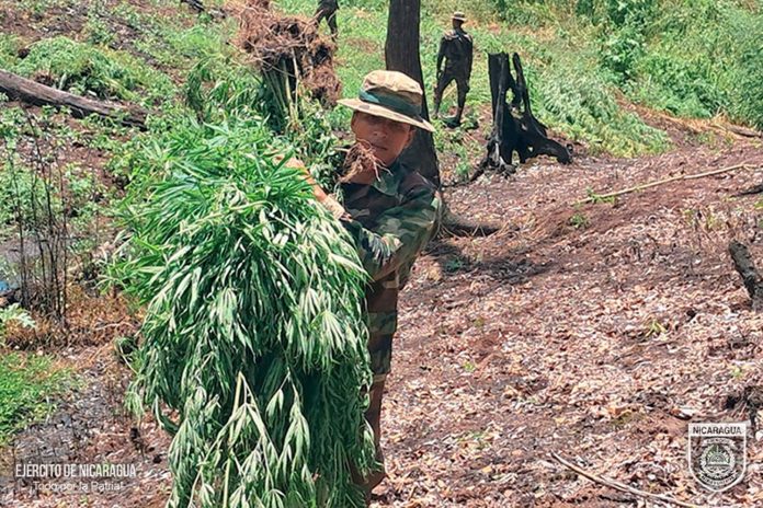 Foto: Ocupan y queman enorme plantillo de Marihuana en Siuna/ Cortesía