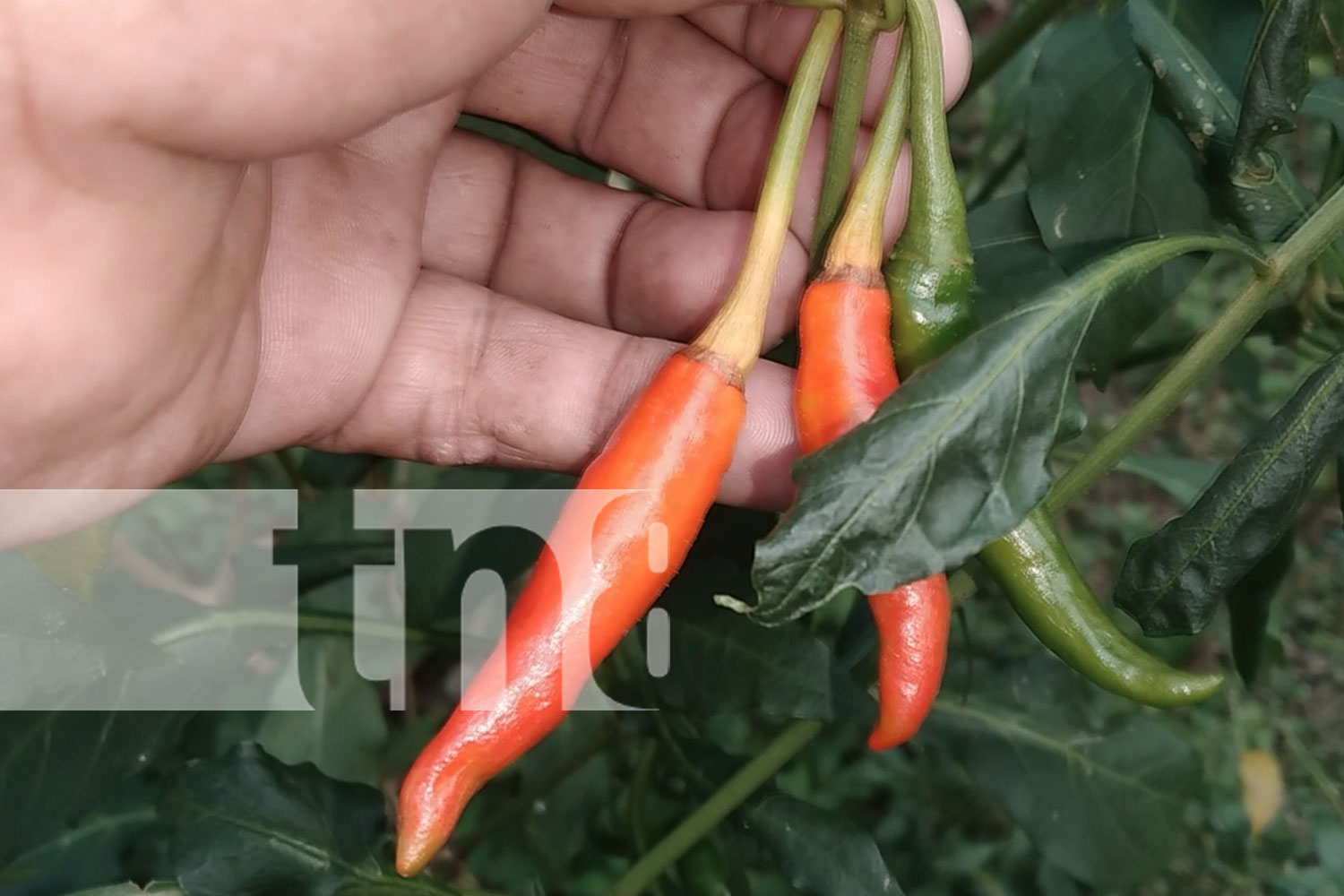 Foto: Frutas de temporada dinamizan economía local en Nandaime/TN8