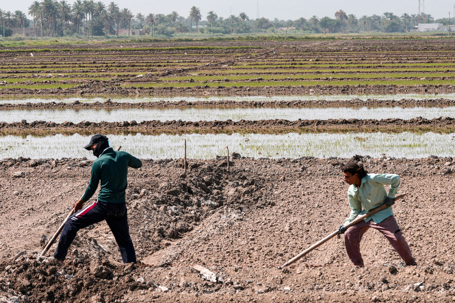 Foto: Agricultores en Irak adoptan nuevas técnicas para salvar los arrozales / Cortesía