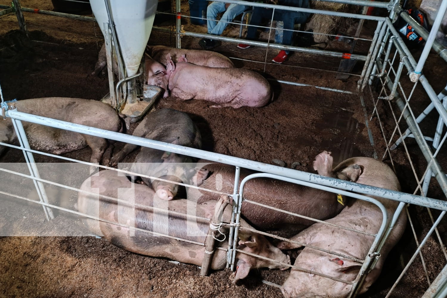 Foto: Éxito en la Feria Ganadera de Managua: Ganaderos reportan récord de ventas/TN8