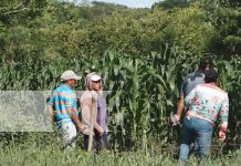 Foto: Lluvias serán óptimas para diferentes cultivos en la postrera en Nandaime / TN8