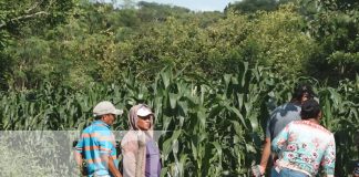 Foto: Lluvias serán óptimas para diferentes cultivos en la postrera en Nandaime / TN8