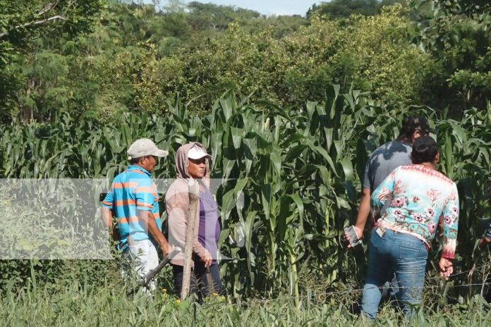 Foto: Lluvias serán óptimas para diferentes cultivos en la postrera en Nandaime / TN8