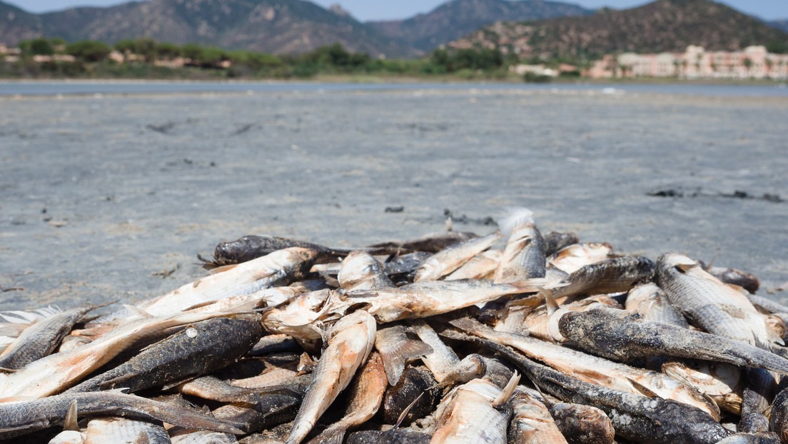 Foto: Expertos explican muerte masiva de peces en el puerto de Volos, Grecia.