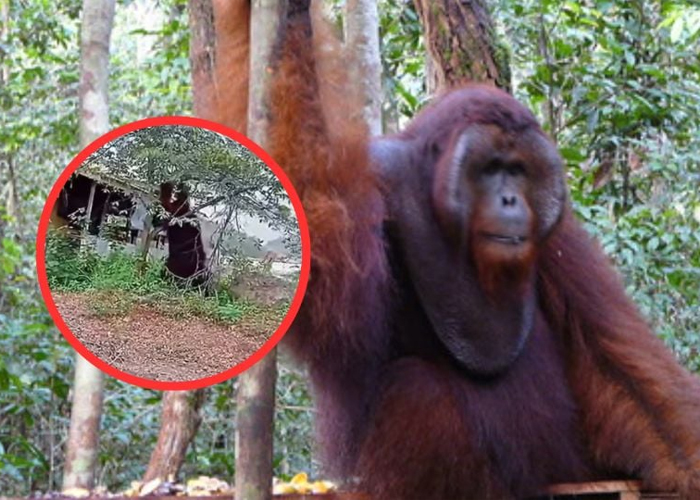 Foto: Orangután gigante /cortesía 