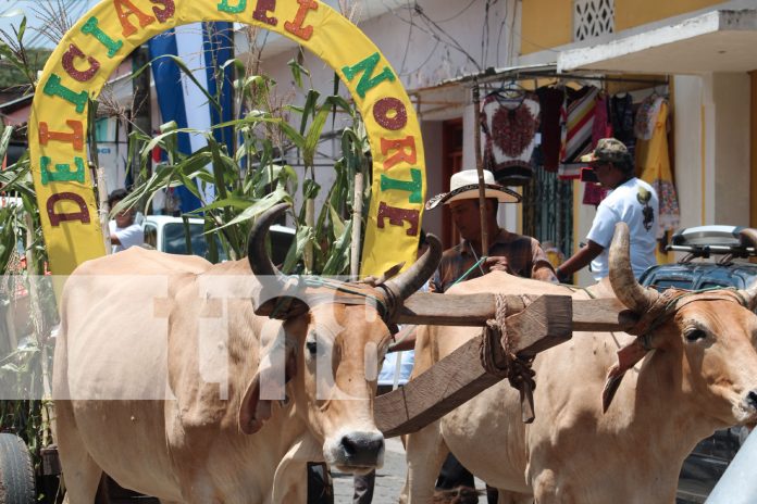 Foto: Tradición y Sabor Norteño en el Festival de las Rosquillas /TN8