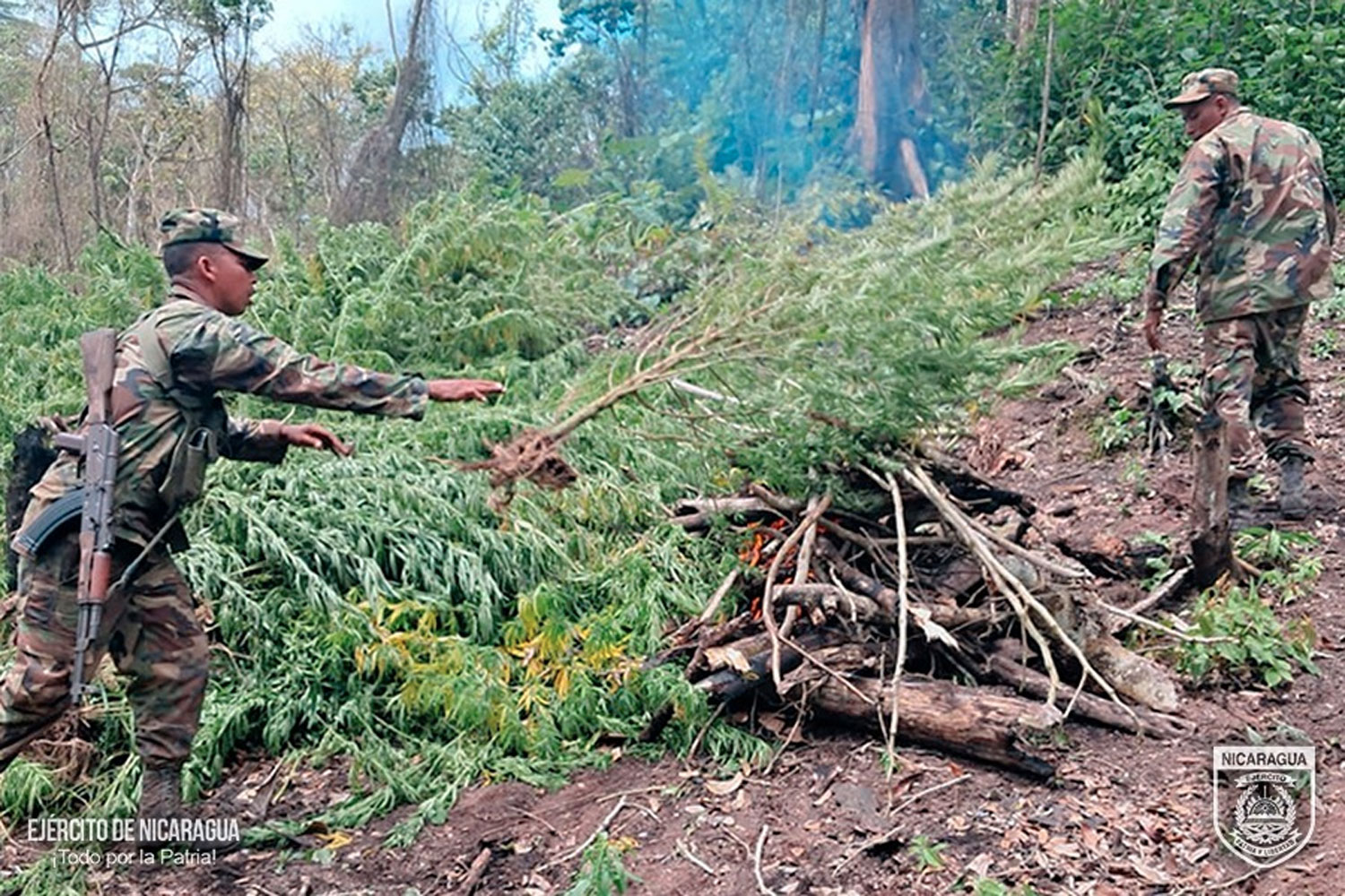 Foto: Ocupan y queman enorme plantillo de Marihuana en Siuna/ Cortesía