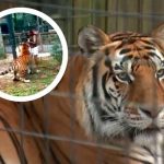 Foto: mujer que saltó cerco de seguridad en habitat de tigre en Zoológico/Cortesía